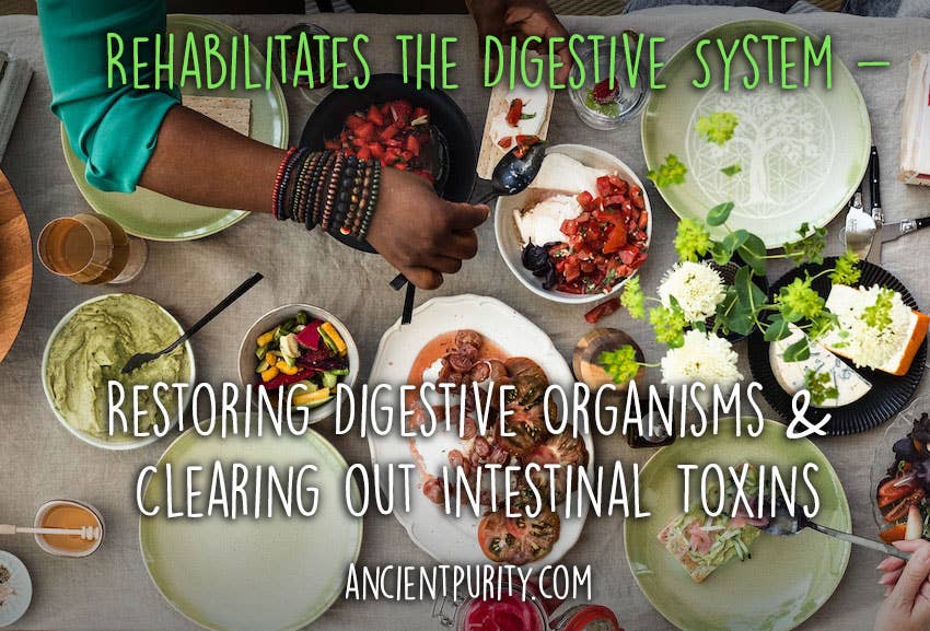 Ancient Purity – Engroshandel Kosttilskud og vitaminer – Synergy Probiotika - 90 kapsler | Levende, Potent, Stabil ved stuetemperatur7