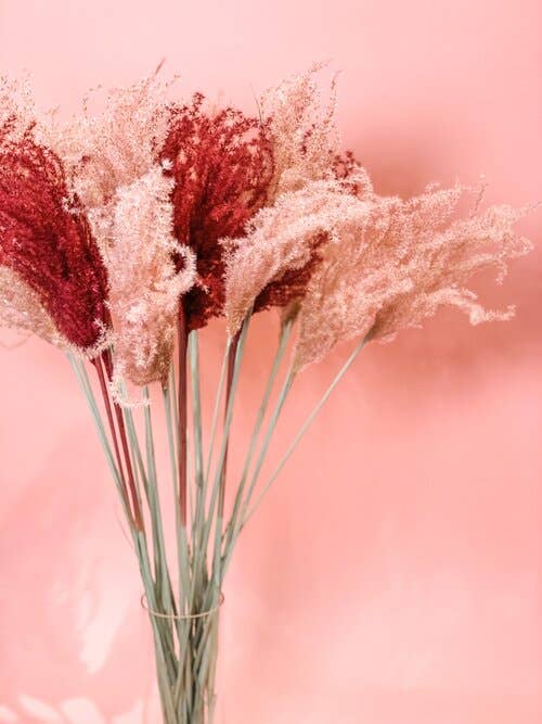 Fleurs Flowers - Wholesale Dried/Pressed Flowers - Miscanthus Grass4