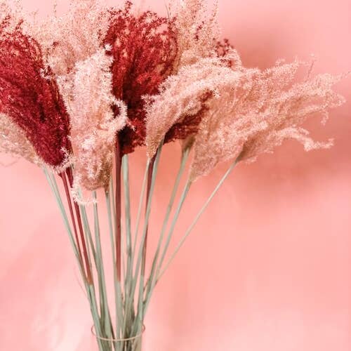 Fleurs Flowers - Wholesale Dried/Pressed Flowers - Miscanthus Grass4