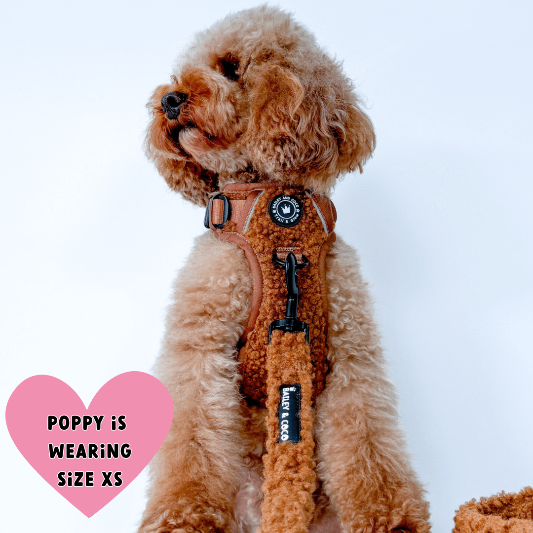 Bailey and Coco - Vente Harnais – chien - Ensemble de harnais pour chien Trail & Glow® - Ours en peluche10