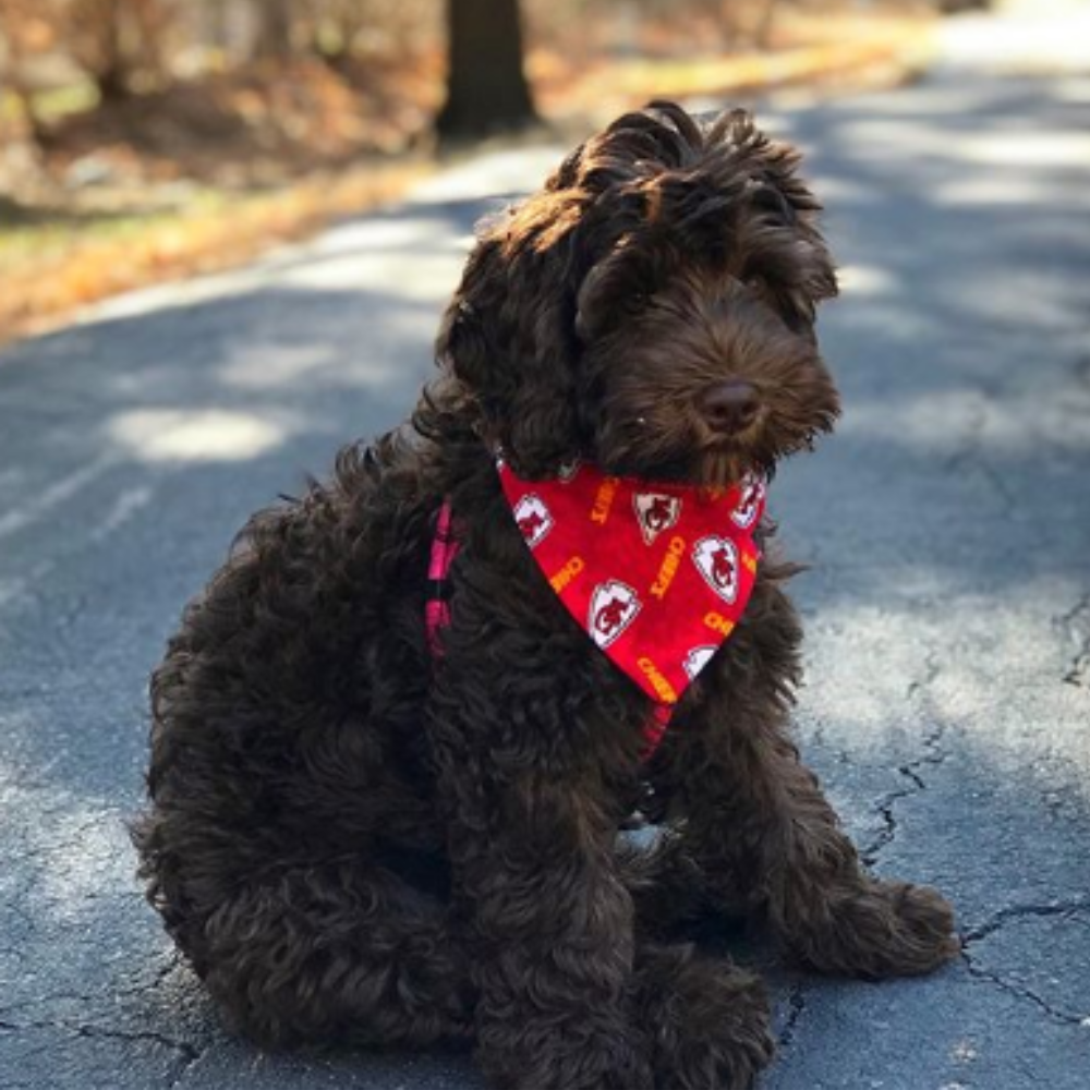 PawsAbilities - Wholesale Pet Bandana - Dog - Kansas City Chiefs Flannel Dog Bandana1