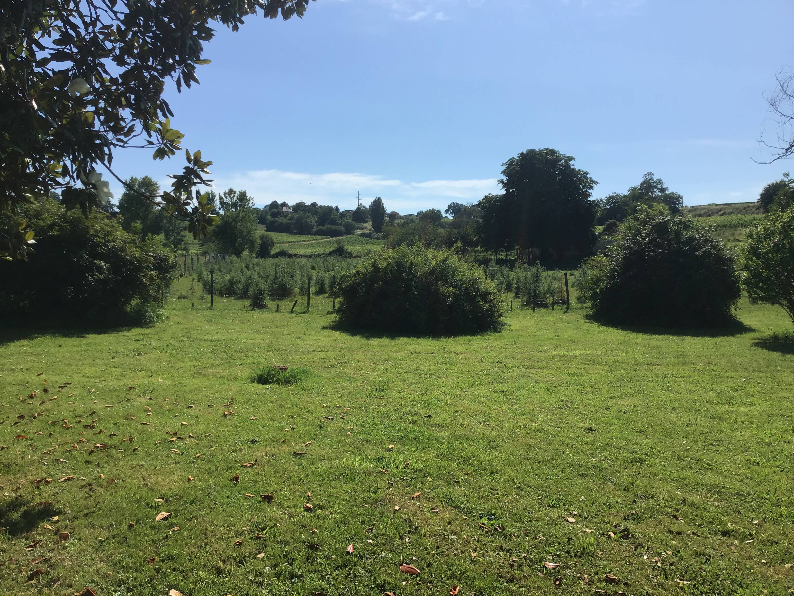 Château Camponac - Wholesale Red Wine - Chateau Camponac Merlot 20205