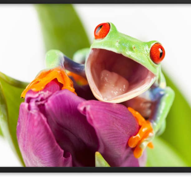 Art encadré de tulipes violettes en forme de grenouille aux yeux rouges pour la vente par Pipa Wall Art & Home Decor