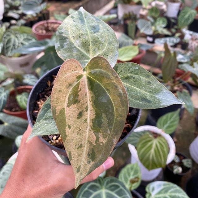 Anthurium "Dark Phoenix" variegated | Rare Houseplant for wholesale by OrchidBox