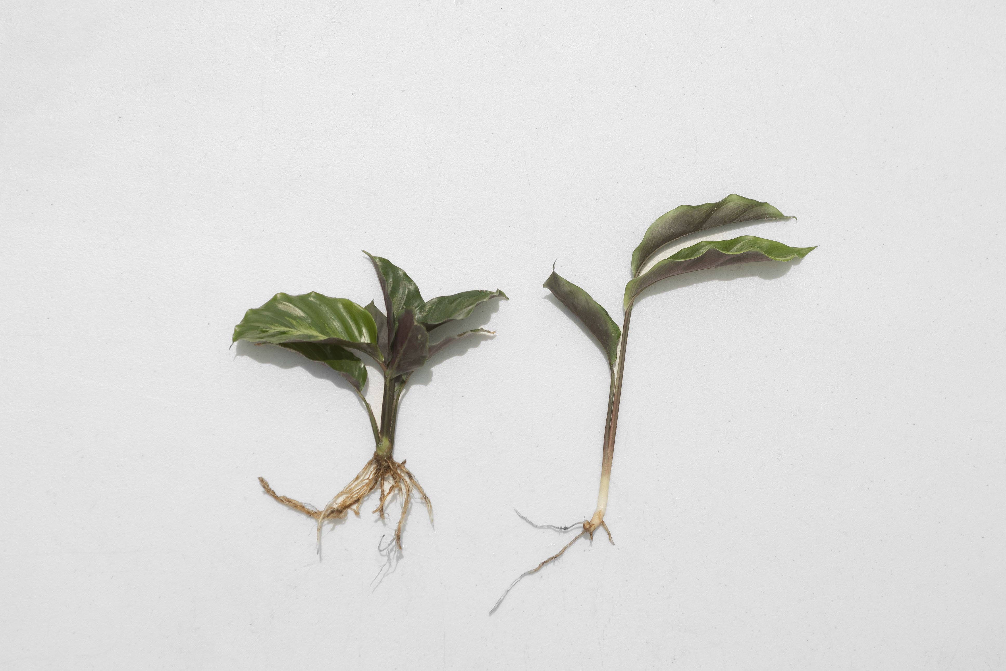 Air Plant Shop - Wholesale Live Plant - Calathea 'Prayer Plants' Rufibarba Fresh Rooted Cuttings2