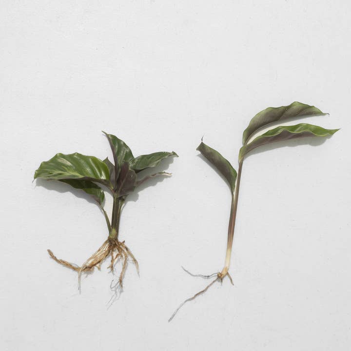 Air Plant Shop - Wholesale Live Plant - Calathea 'Prayer Plants' Rufibarba Fresh Rooted Cuttings2