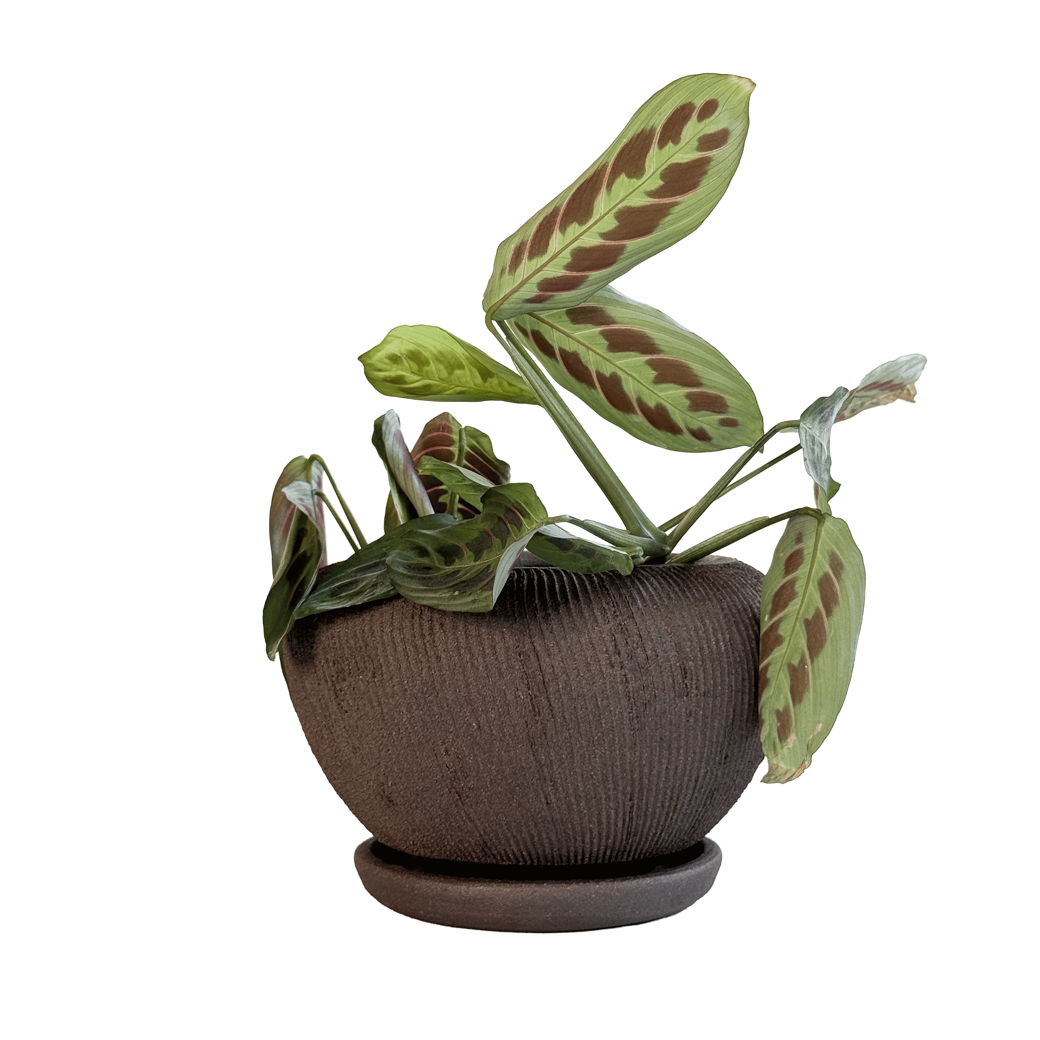 SOMBRA - Wholesale Plant Pot - Jasper Planter Set 1021