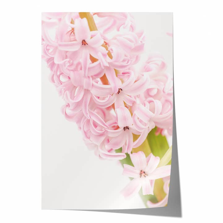 Jacinthe Rose | Tirage Photographique d'Art pour la vente par Natasha Riha Photography