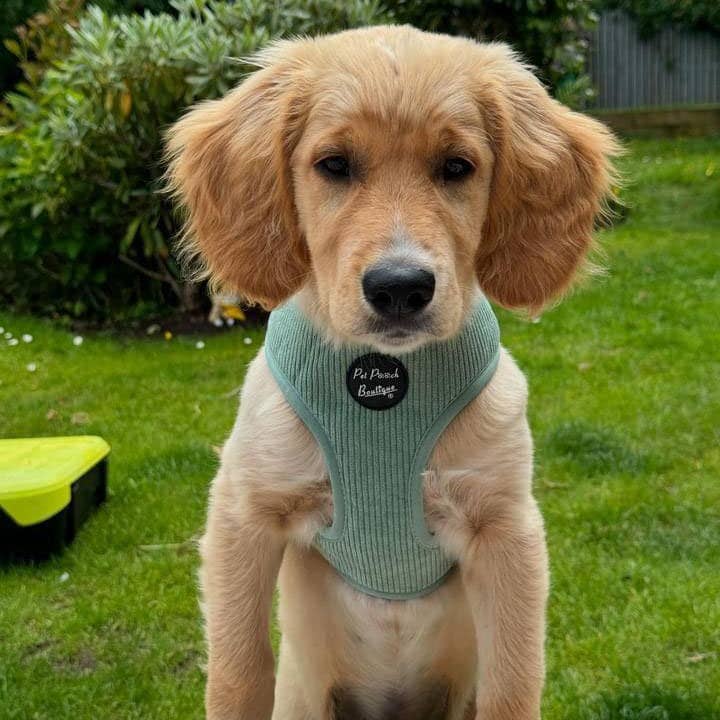 Pet Pooch Boutique – Engroshandel Kæledyrssele – Hund – Sage Green Cord hvalpesele XS-L (forår/blød)2