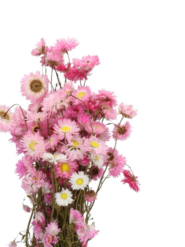 Dried Acroclinium for wholesale by Capital Florist