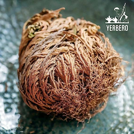 YERBERO - Vente Fleur séchée/pressée - Yerbero - Grande rose de Jéricho séchée 9 à 15 cm | Selaginella lepidophylla | Plante de résurrection | Rose séchée taille jumbo4