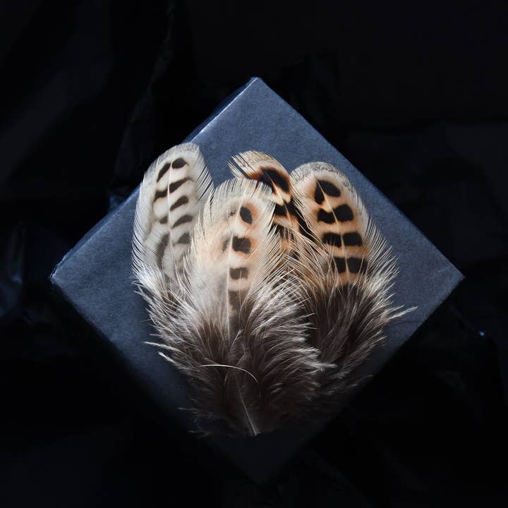Pheasant feathers for wholesale by Plumes Naturelles
