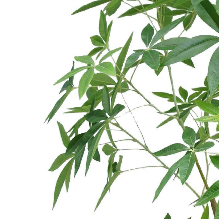 Leaf Design UK LTD – wholesale Artificial plant – 210cm Artificial Money Tree Pachira Realistic Faux Tree1