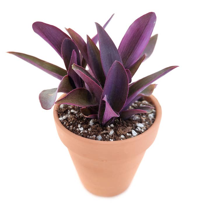 Best Plant Friend - Wholesale Live Plant - Purple Heart Tradescantia Pallida - Wandering Jew 2/4/6 inch