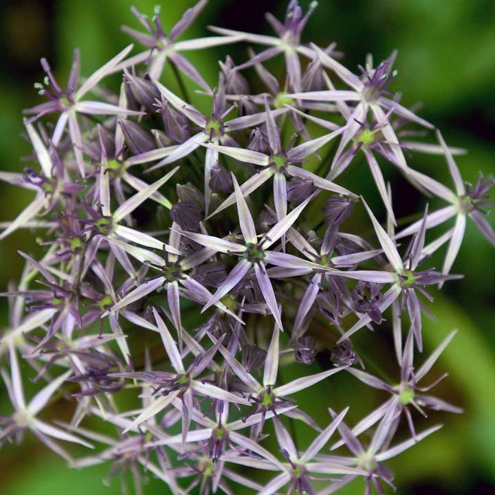 Oasis of Life - Wholesale Plant seeds - Allium "Christophii" - 30 flower bulbs - Purple ornamental garlic with large star-shaped globe flowers - Bulb size 10/12 - Hardy & perennial spring flower for garden, bed, border & natural gardens3