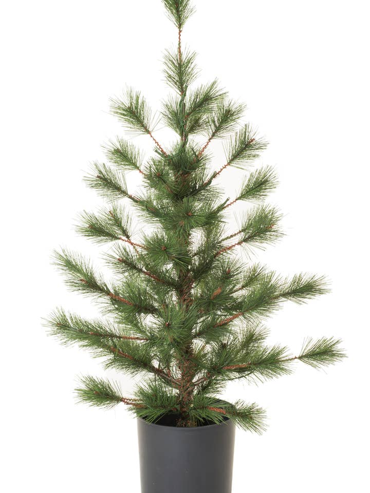NEW-Green Scotch Pine LED Tree for wholesale by Starlight Collection