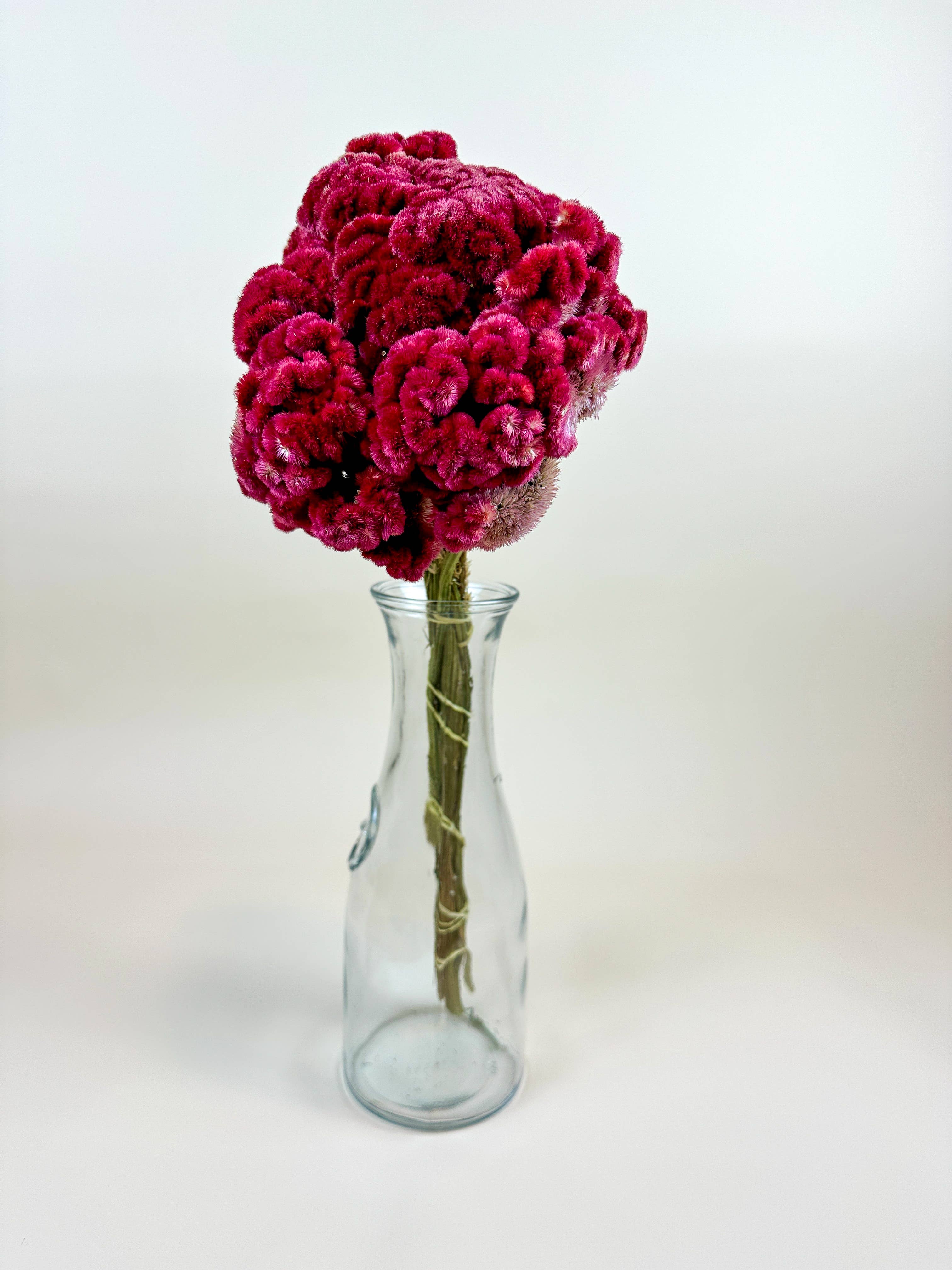 Lovejoy Farms Premium Dried Flowers – Großhandel Getrocknete/gepresste Blumen – Coxcomb (Celosia) – Burgunder-Kollektion2