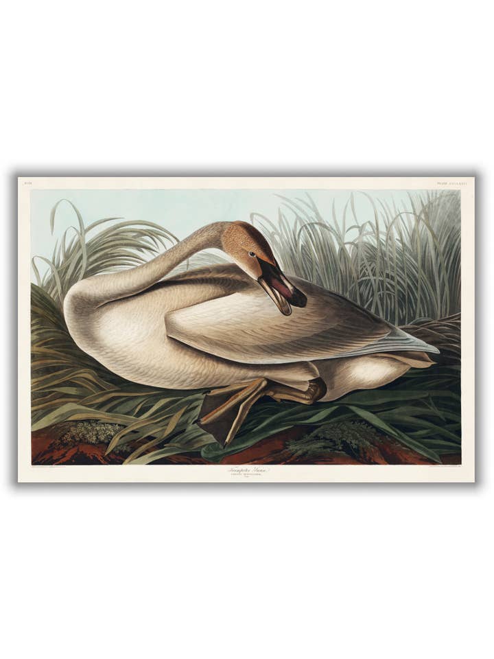 Trumpeter Swan II- Birds of America by John Audubon for wholesale by Stanley Print House