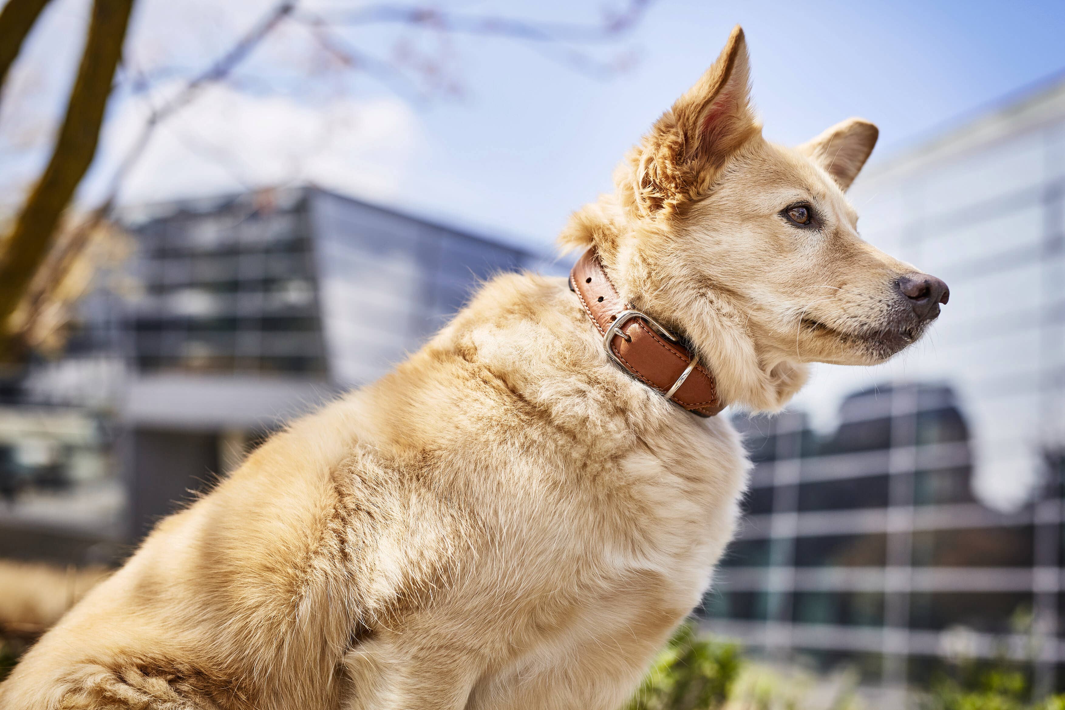 LABONI - Volentis GmbH - Wholesale Pet Collar - Dog - AMICI dog collar22