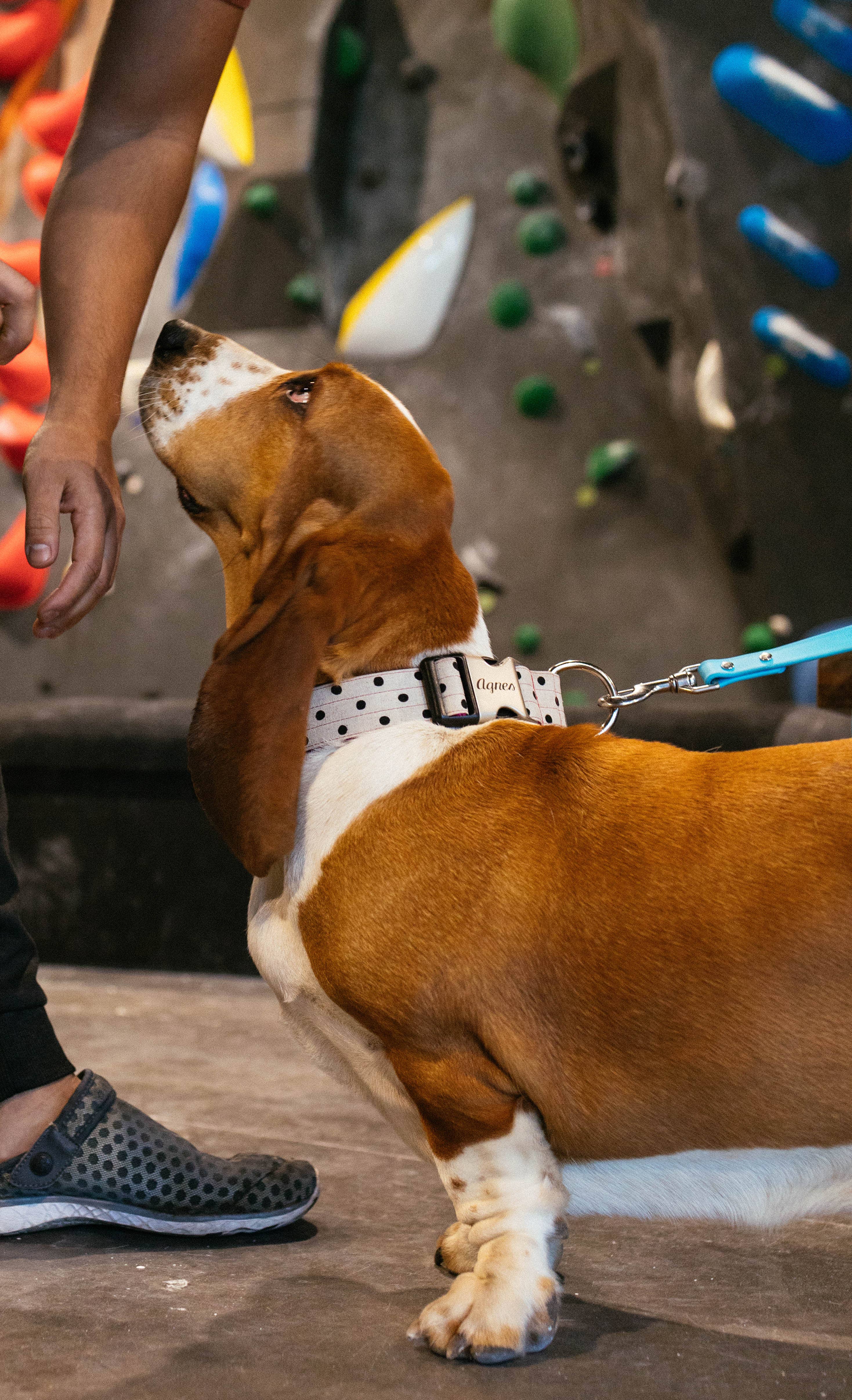 Mimi Green - Vente Collier – chien - Collier pour chien en toile Dottie — 1,5″ de large pour grands chiens+chiens3