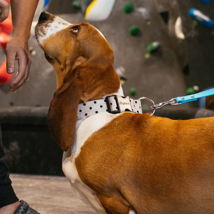 Mimi Green - Vente Collier – chien - Collier pour chien en toile Dottie — 1,5″ de large pour grands chiens+chiens3