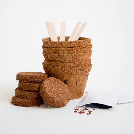 Gift Republic - Wholesale Plant Seeds - Carnivorous Plants Grow It1