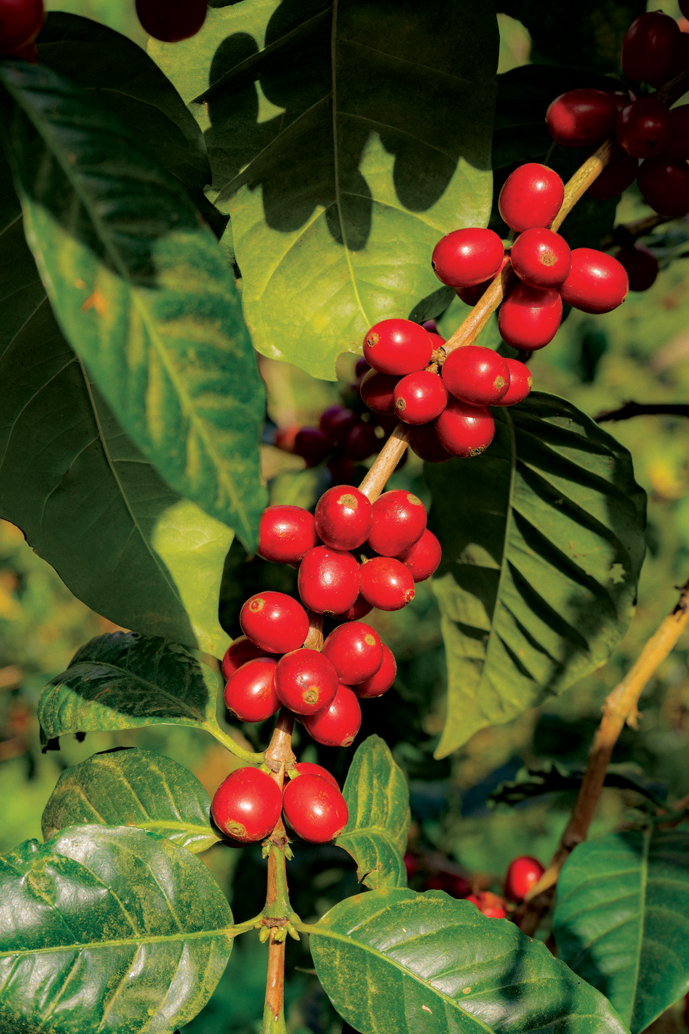 Puff Coffee - Wholesale Coffee Beans - Ethiopia Micro Lot2