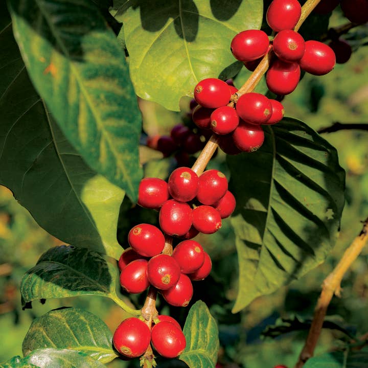 Puff Coffee - Wholesale Coffee Beans - Ethiopia Micro Lot2