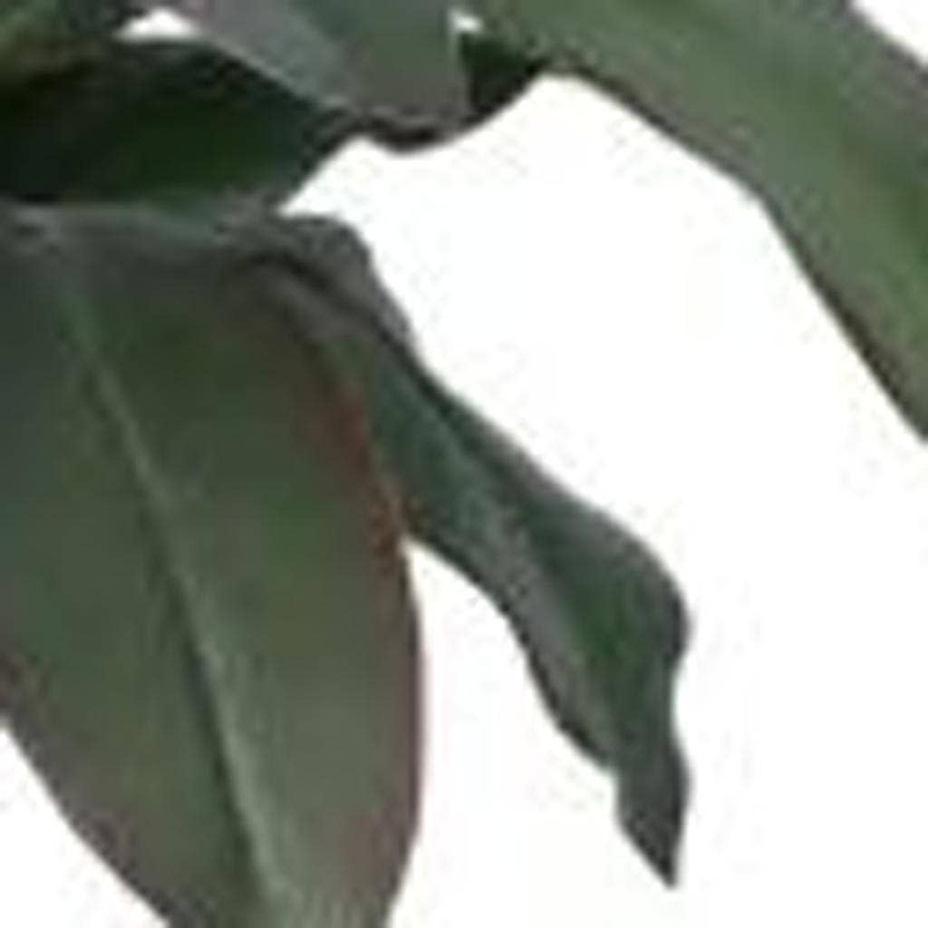 HomeRoots – wholesale Konstgjord växt – Grön konstgjord dracaena, 18 cm, i cylindrisk vit cementkruka5