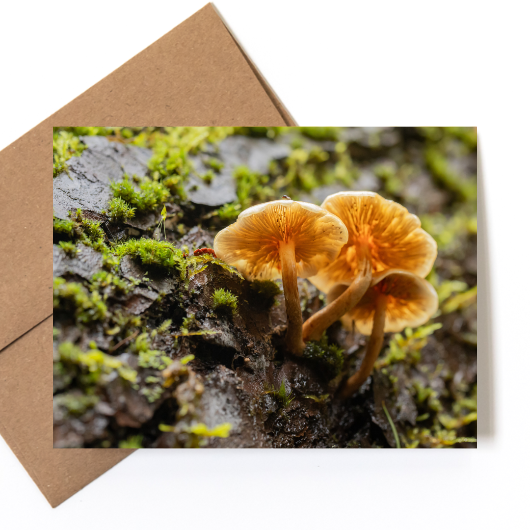 Andrea Morris Art - Wholesale Stationery/Notecard Set - Mushroom Card Variety Pack (5 Different Cards + Envelopes) 5
