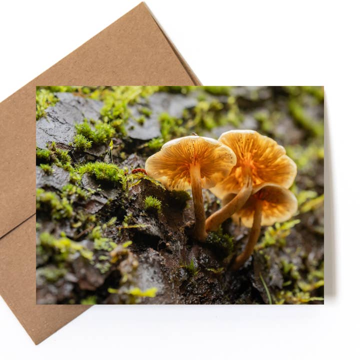 Andrea Morris Art - Wholesale Stationery/Notecard Set - Mushroom Card Variety Pack (5 Different Cards + Envelopes) 5