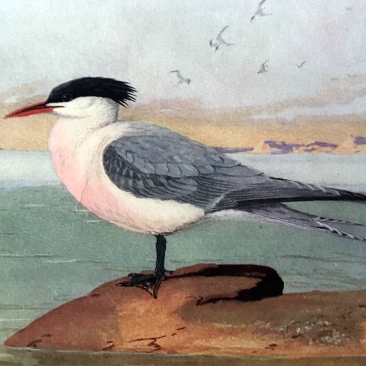 Seabird for wholesale by Mandala Baby