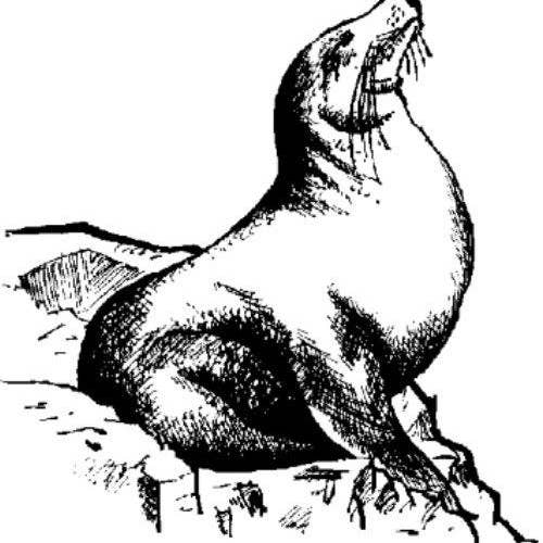 Seal - Cling Mount for wholesale by Emerald Creek Craft Supplies