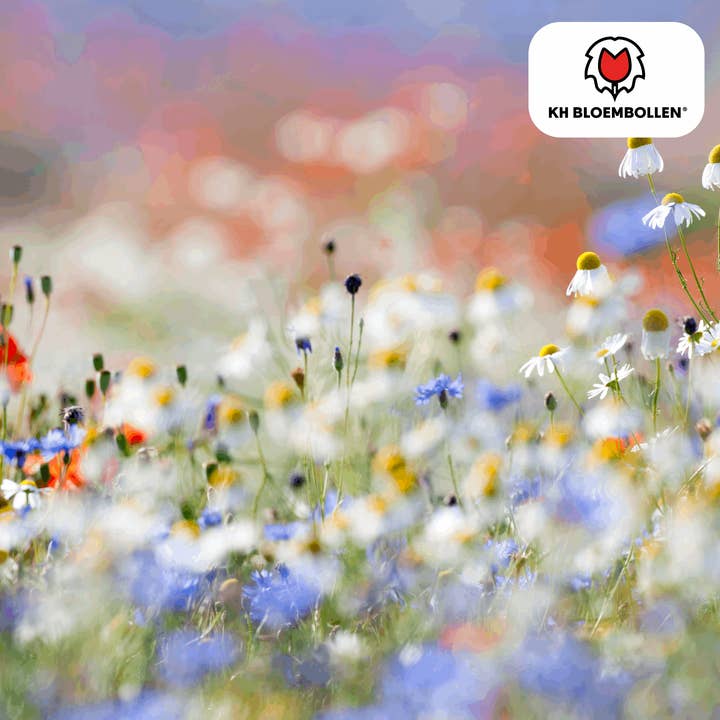 Oasis of Life – Großhandel Pflanzensamen – Wildblumensamen – 100g für 30–50m² – Bienen- & Schmetterlingsfreundlich – Einjährige & mehrjährige Blumen – Für Garten, Wiese, Beet – GVO-frei & nachhaltig3