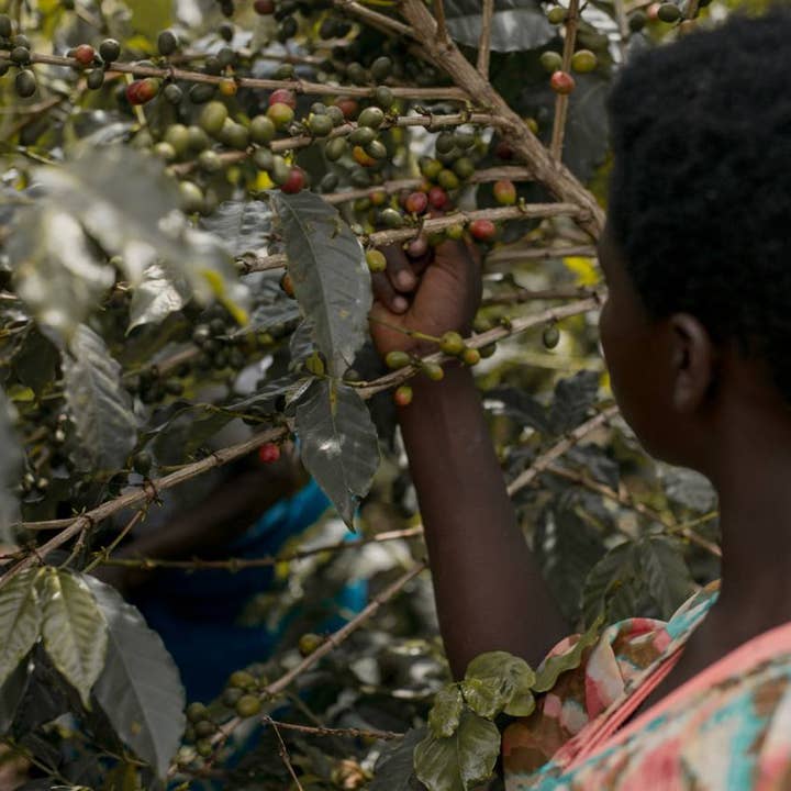 Haiku Brew Coffee - Wholesale Coffee Beans - Rwanda Anaerobic2