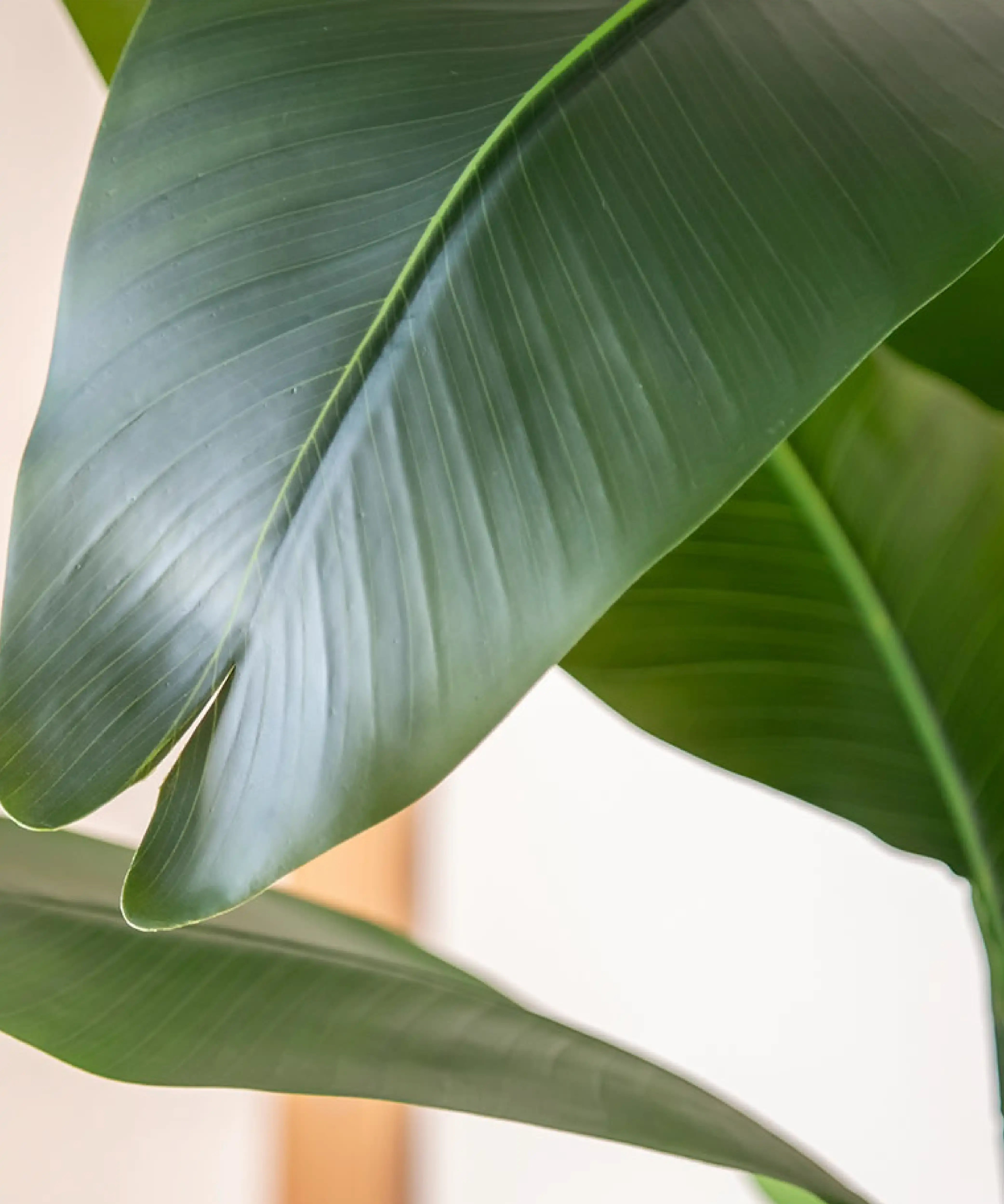 Maia Shop - Wholesale Artificial Plant - Artificial Bird of Paradise 180 cm1