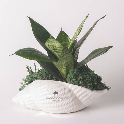 Sansevieria Nana In Conchiglia Marina Di Ceramica - Calipso per la vendita all'ingrosso da parte di Paola Rolando Creazioni