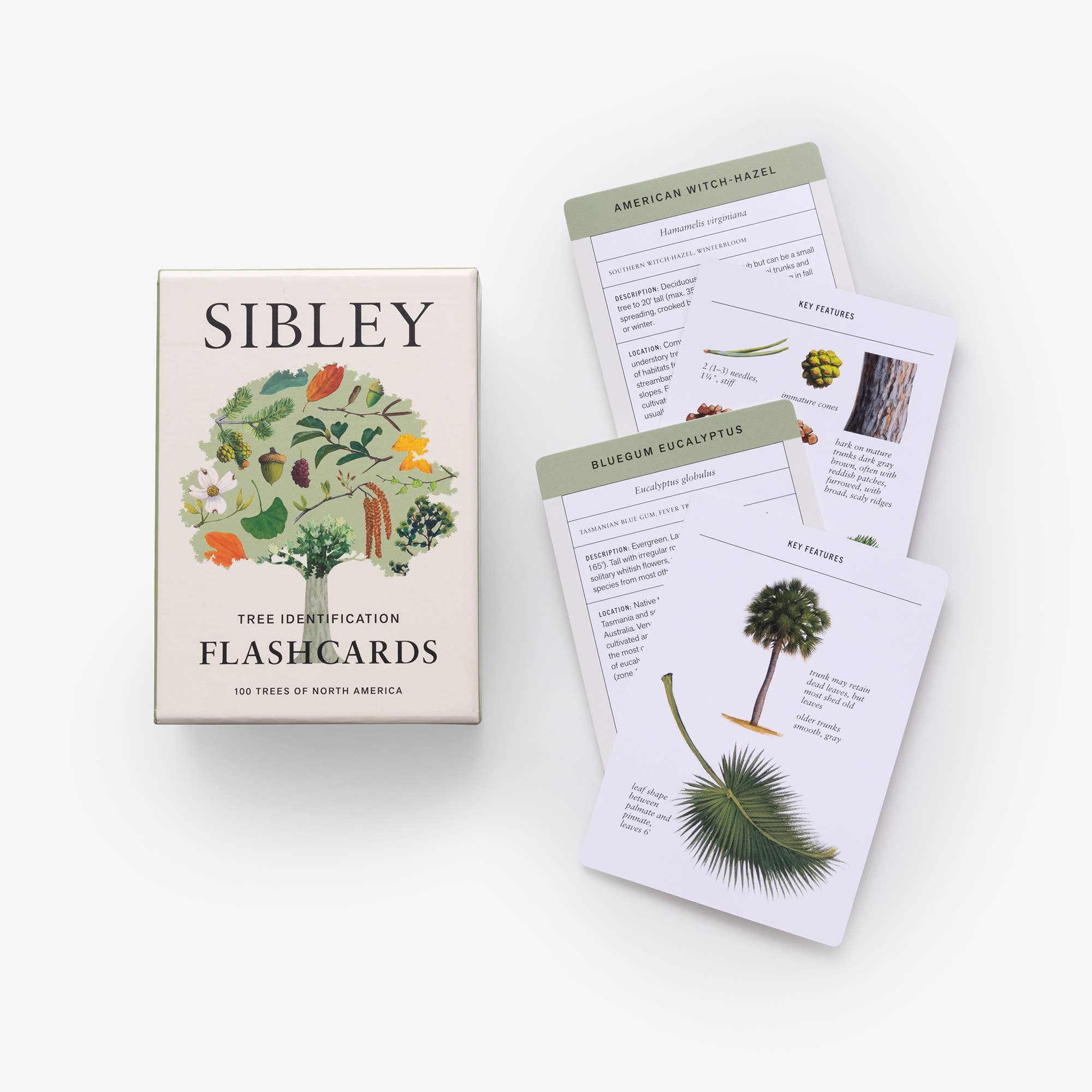 Penguin Random House LLC - Wholesale Learning Cards - Kids & Baby - Sibley Tree Identification Flashcards1