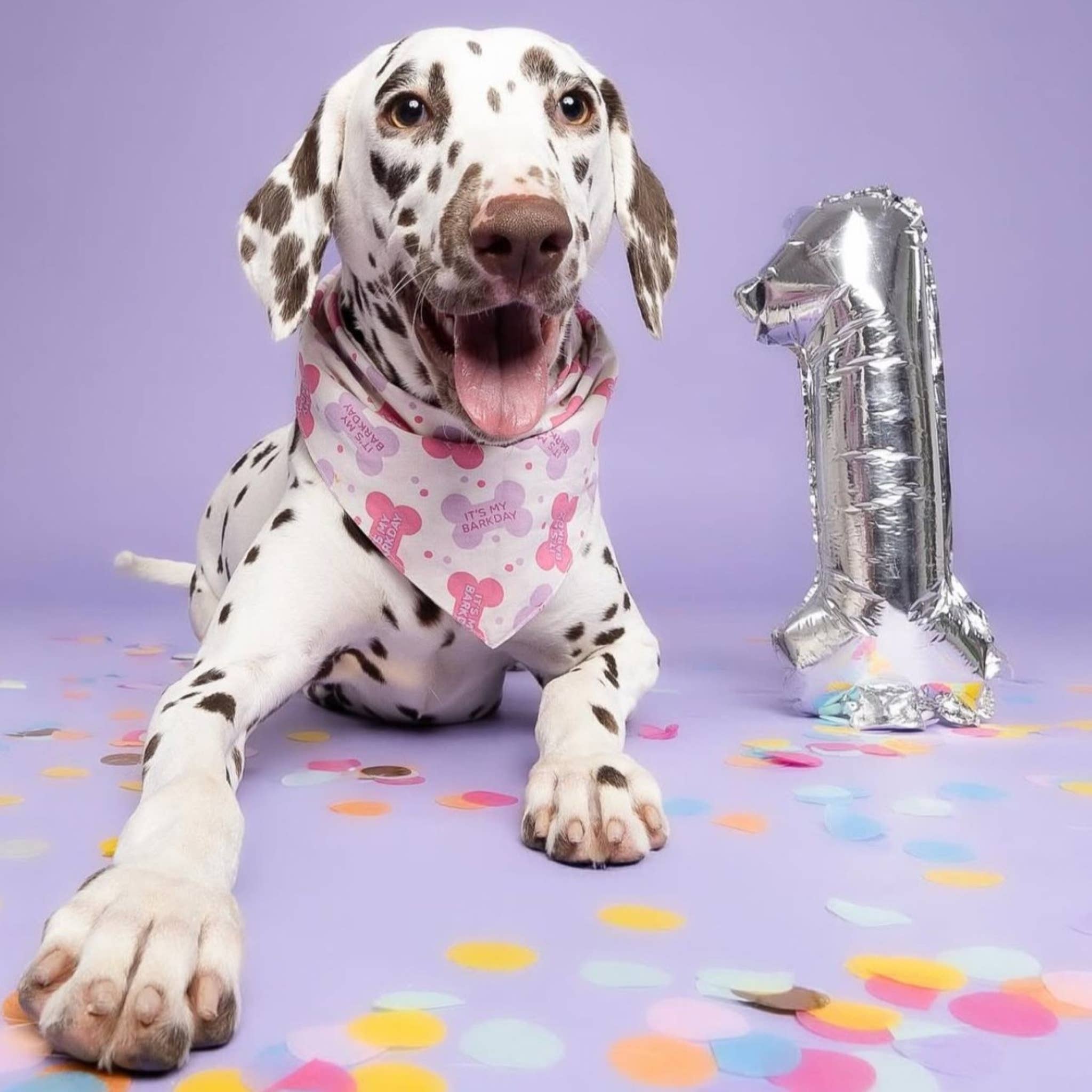 The Paws - Wholesale Pet Bandana - Dog - Let's Pawty in Pink Birthday Dog Bandana2