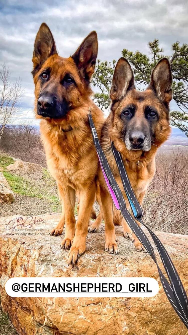 Headlight Harness - Venta al por mayor Correa - Perros - Colecciones de Invierno/ Primavera/ Correas de Colores Brillantes/ REGALOS PARA PERROS1