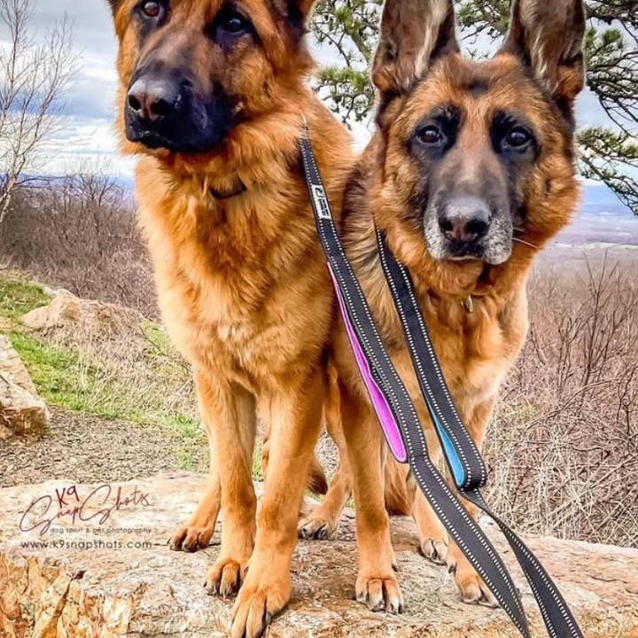 Headlight Harness - Venta al por mayor Correa - Perros - Colecciones de Invierno/ Primavera/ Correas de Colores Brillantes/ REGALOS PARA PERROS1