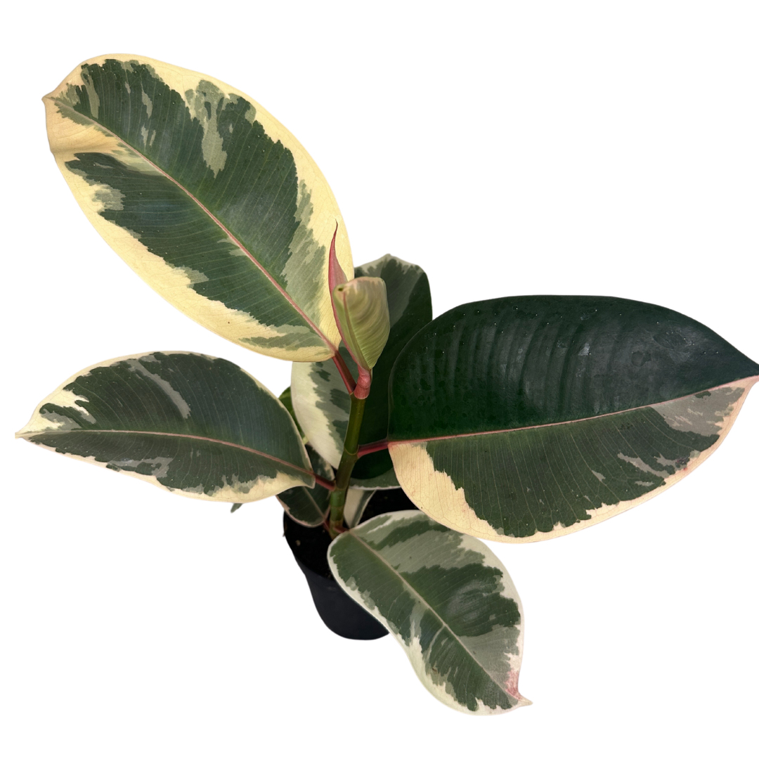 Flow State - Wholesale Live Plant - 4" Ficus Elastica (Tineke Rubber Plant) – Live Plant1