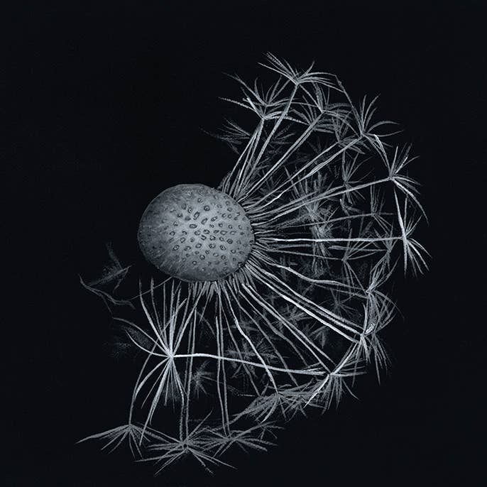 Kellie Sansone Creates - Wholesale Art Print - Beauty in the Dark - Black & White Dandelion Giclee Print