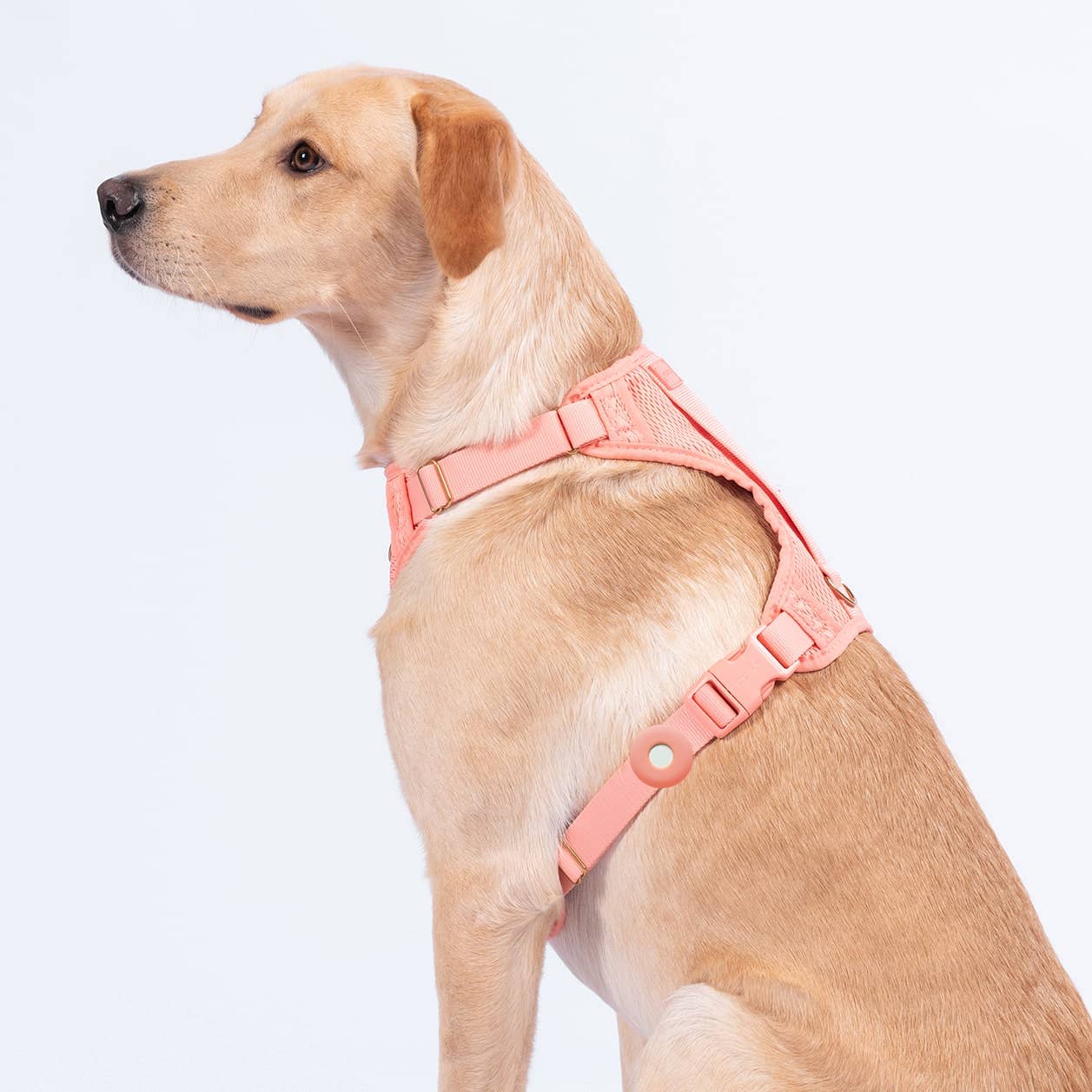 Awoo – wholesale Halsband - Hund – Fetch! Hållare för Apple AirTag11