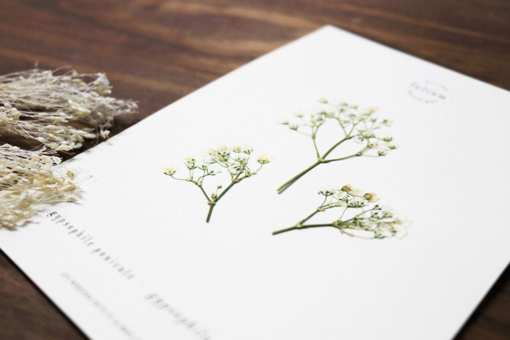 Folium - Maison Botanique - Wholesale Dried/Pressed Flowers - No. 17 · The Gypsophila3