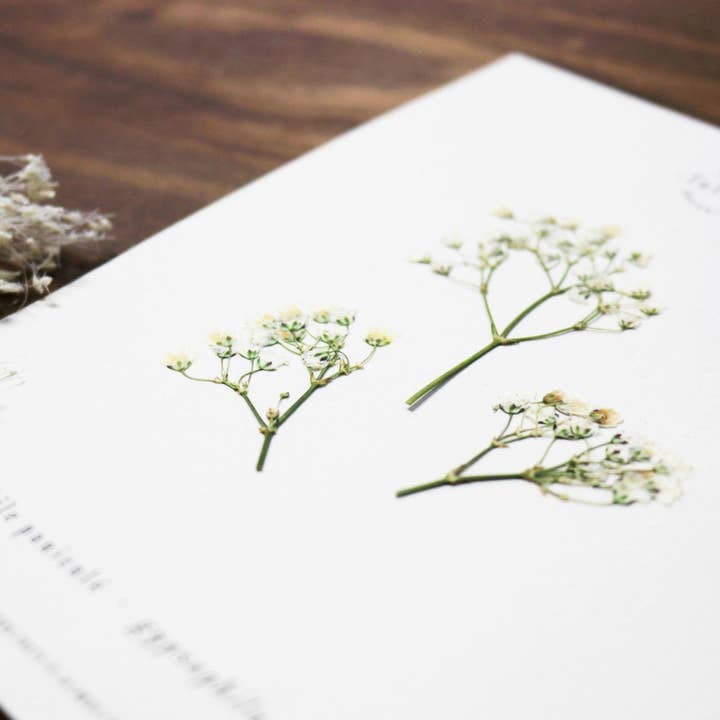 Folium - Maison Botanique - Wholesale Dried/Pressed Flowers - No. 17 · The Gypsophila3