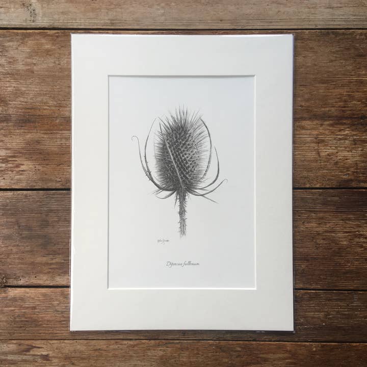Op een teasel gemonteerde print | Botanische potloodtekening voor wholesale door Kelly Barnes Portraits