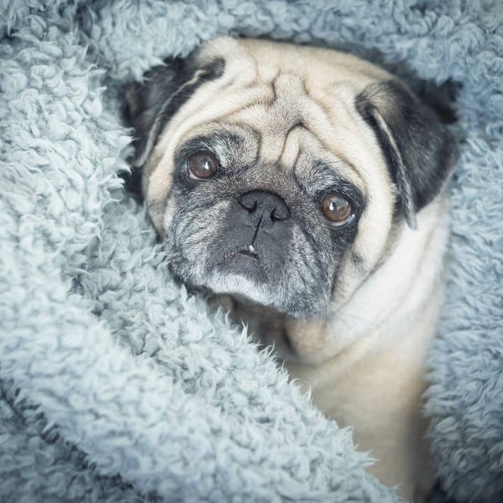 Cypress Linen / Bluff City Bedding – wholesale Throw blanket – Plush Sherpa Throw Blanket Warm Microfiber Large 60 X 80 Washable Tv Watching13