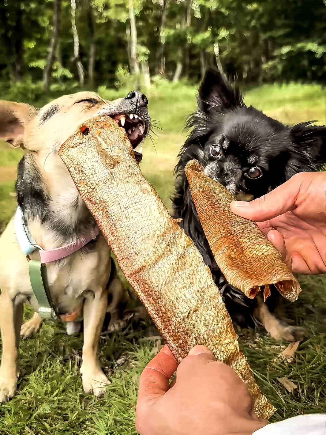 Truffe Délice - Wholesale Pet Treats - Dog - Trout skins with tender flesh4