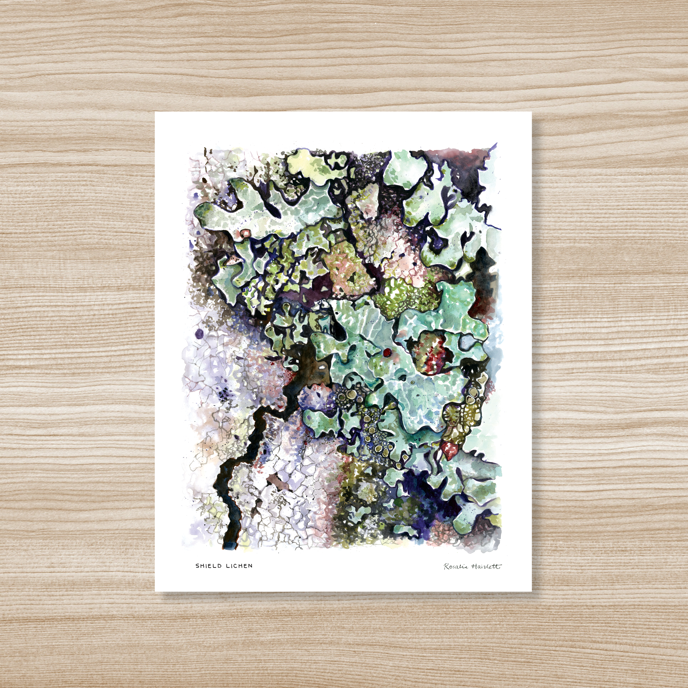 Rosalie Haizlett Illustration - Wholesale Art Print - Green Shield Lichen Watercolor Art Print0